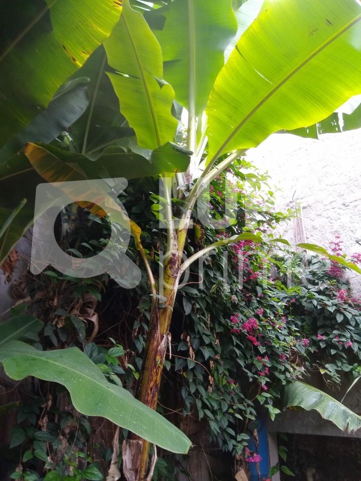 terreno-venda-sao-paulo-vila-ester-391m2-LS41450