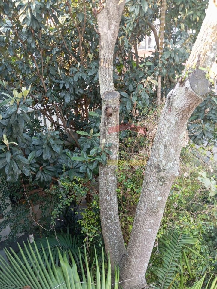 Foto 21