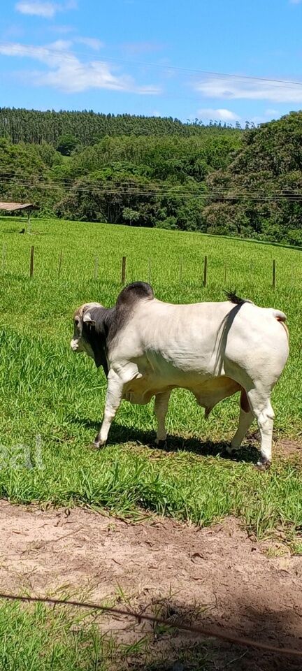 Fazenda à venda, 42000 - Foto 10
