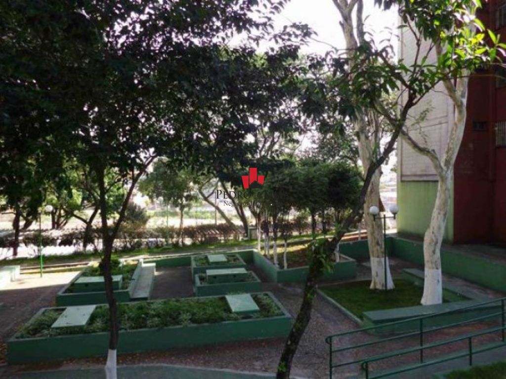 Aguia de Haia