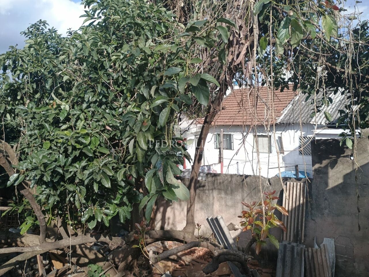 Terreno de 1250 m²  25x50 na Rua Ponte Rasa com a Rua tomas de aquino Pereira - Ponte Rasa