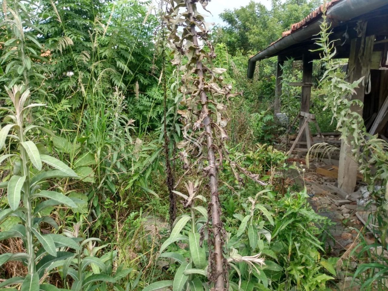 Terreno para Venda - Vila Maria Alta
