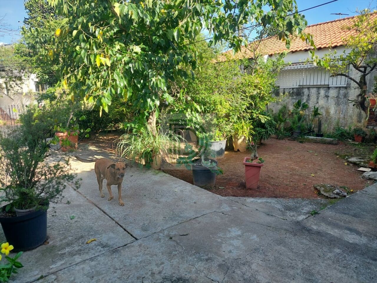 Foto Principal DI13019