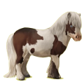 Pony Shetlander Donkerbruin