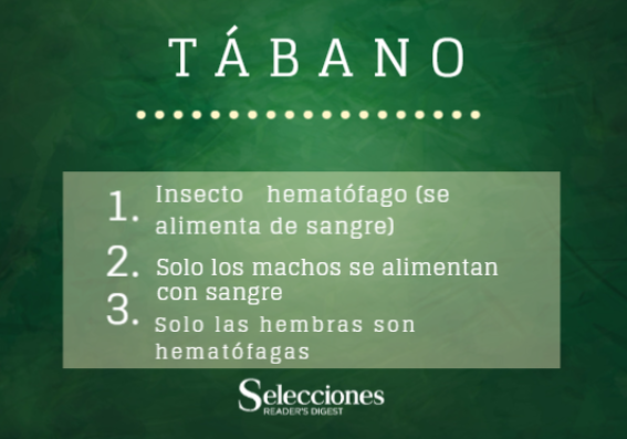 Tábano