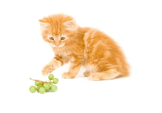 4 claves para evitar estos peligros con sus mascotas