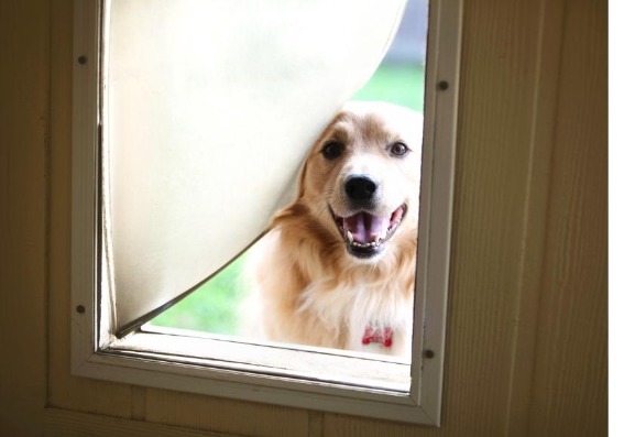 Cómo tener un hogar amigable para sus mascotas