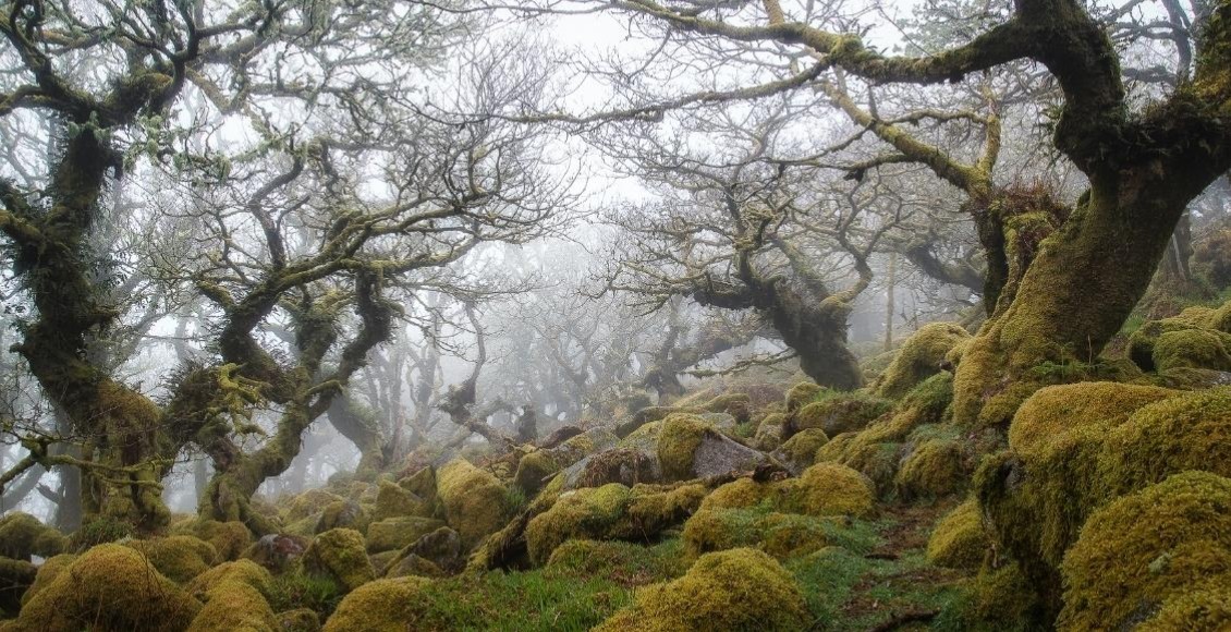 Bosques encantados secretos alrededor del mundo