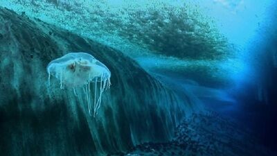 Encounters At The End Of The World Movie Review 2008 Roger Ebert