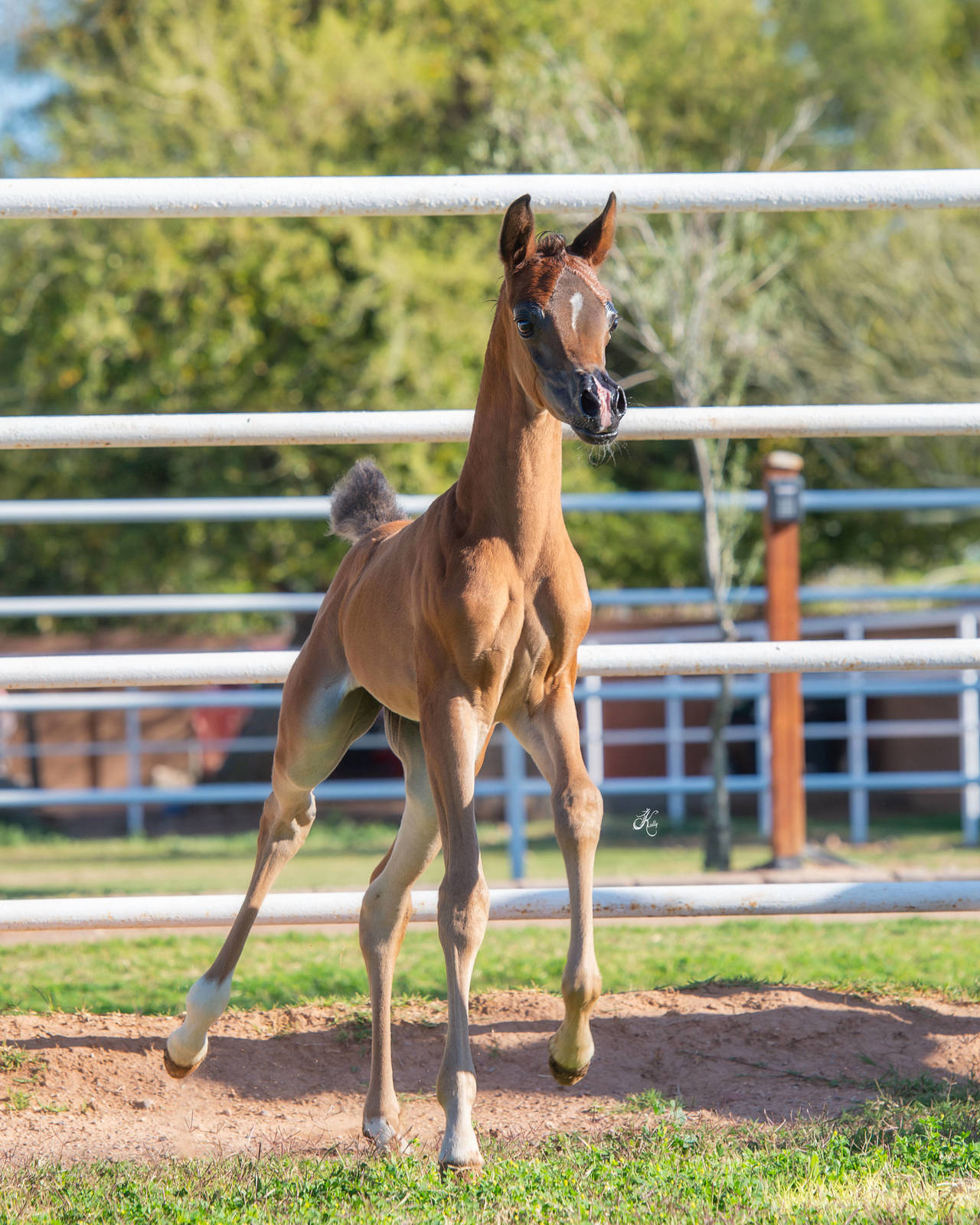 2025 Yearling Filly