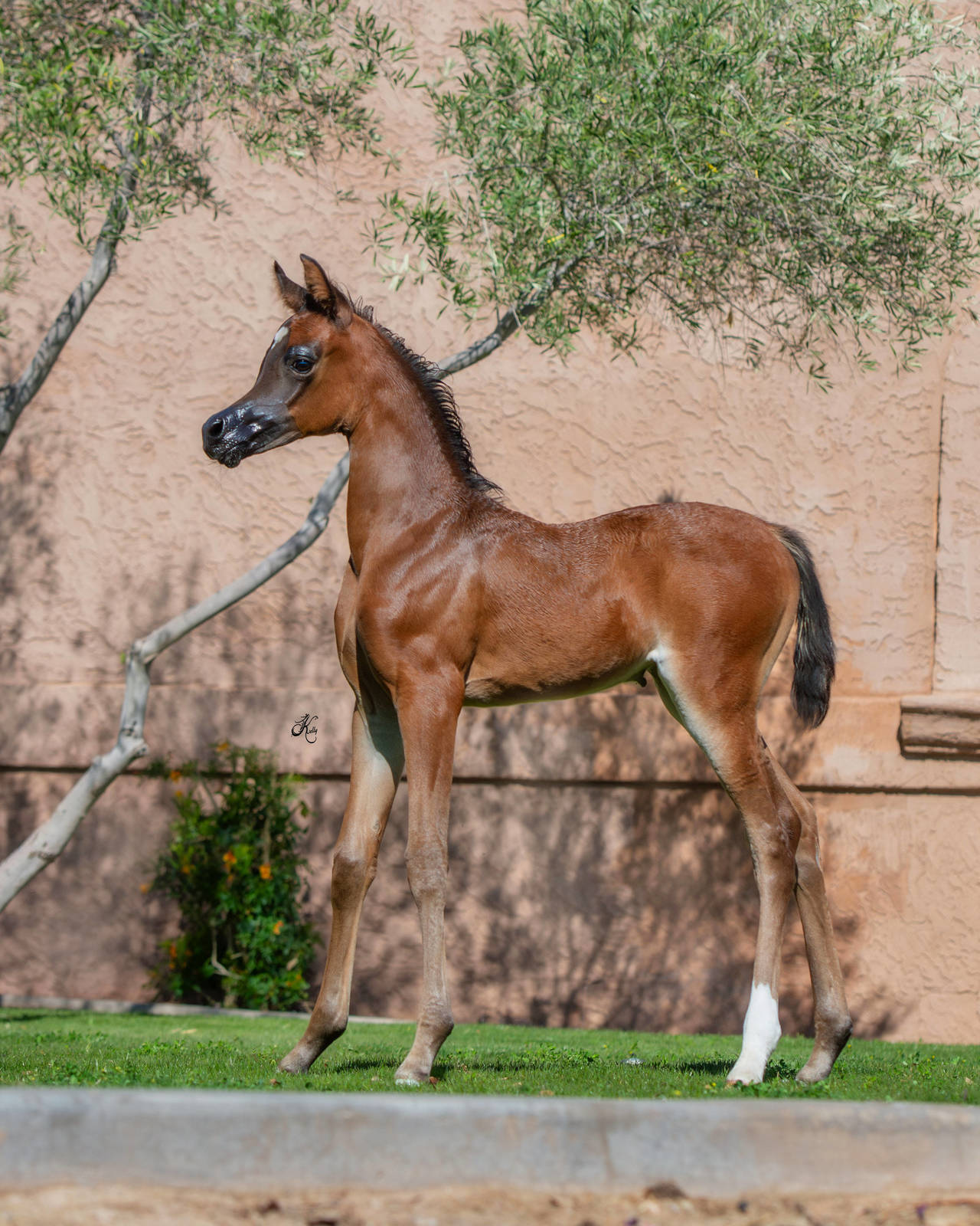 2025 Filly