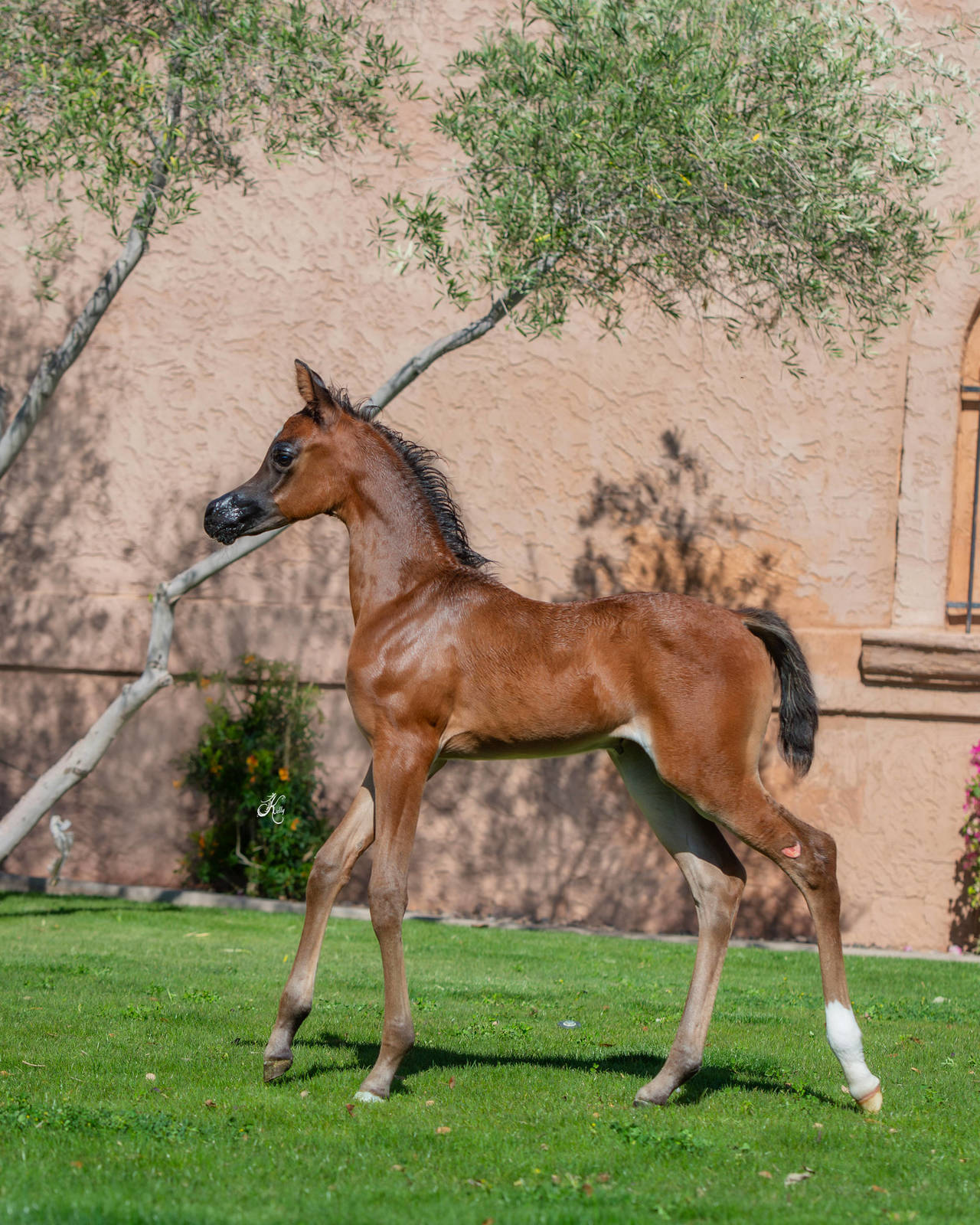 2025 Filly