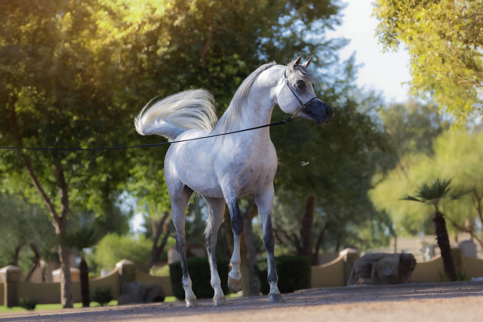 ALBORADA RAGNAR LODBROK