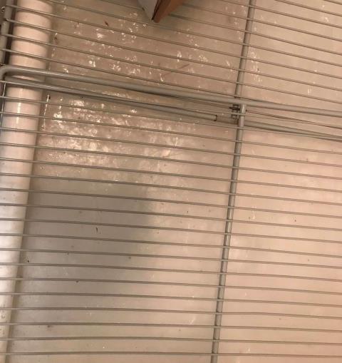 Los Angeles, CA - Sent our AC/refrigeration technician to a weight loss center in Los Angeles, CA, to perform routine maintenance. PM checklist items performed on all HVAC and freezers. Found four units with problems: one package AC with a bad belt, two Traulsen freezers leaking water during defrost, and another Traulsen system with broken hinges. All units are operational, deficiencies will be quoted for approval. Los Angeles, CA - Sent our AC/refrigeration technician to a weight loss center in Los Angeles, CA, to perform routine maintenance. PM checklist items performed on all HVAC and freezers. Found four units with problems: one package AC with a bad belt, two Traulsen freezers leaking water during defrost, and another Traulsen system with broken hinges. All units are operational, deficiencies will be quoted for approval.