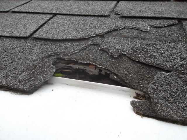 University City, MO - Providing estimate to repair some roof damaged caused by squirrels chewing on the shingles. University City, MO - Providing estimate to repair some roof damaged caused by squirrels chewing on the shingles.