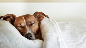 customer came in search of a split king resort mattress and found the perfect one due to our huge selection of resort mattress. Now they can sleep like there on vacation every night. customer came in search of a split king resort mattress and found the perfect one due to our huge selection of resort mattress. Now they can sleep like there on vacation every night.