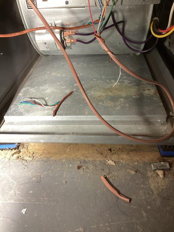 Performed annual furnace maintenance as part of customer's membership program. Inspected and photographed interior components including the blower motor assembly, Honeywell control module, and electrical connections. Examined copper lines and wiring connections throughout the system, noting all components were in proper working condition with no issues identified.