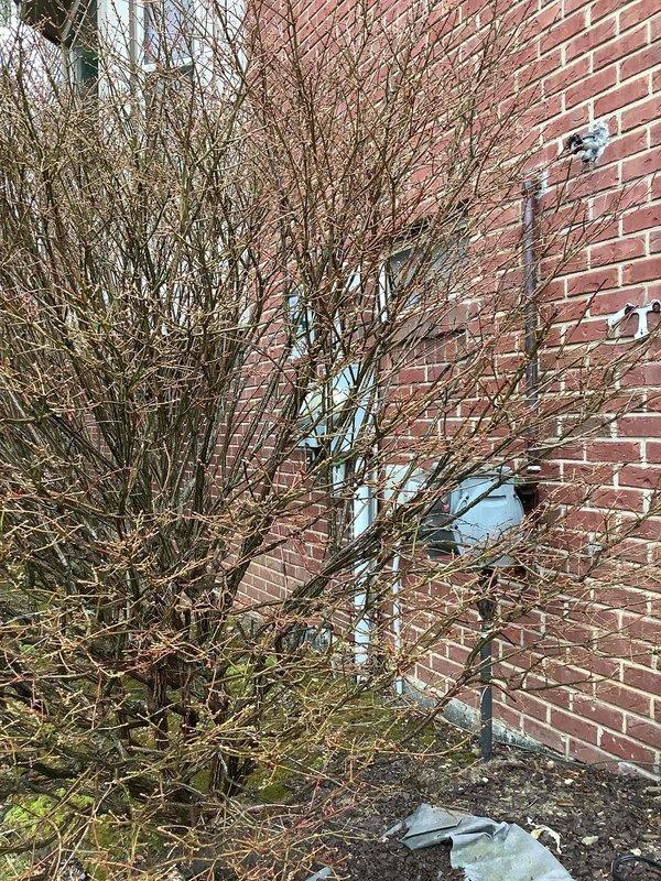 Completed on-site evaluation for installation of natural gas quick connect for portable generator at residential property. Assessed existing electrical infrastructure including Generac EZ Switch transfer switch system and main electrical panel. Documented current generator hookup configuration and exterior access point location on red brick structure. Photographed existing transfer switch installation and electrical panel to determine compatibility requirements for proposed natural gas quick connect addition. Evaluated exterior mounting location and gas line routing options for safe and code-compliant portable generator connection point.