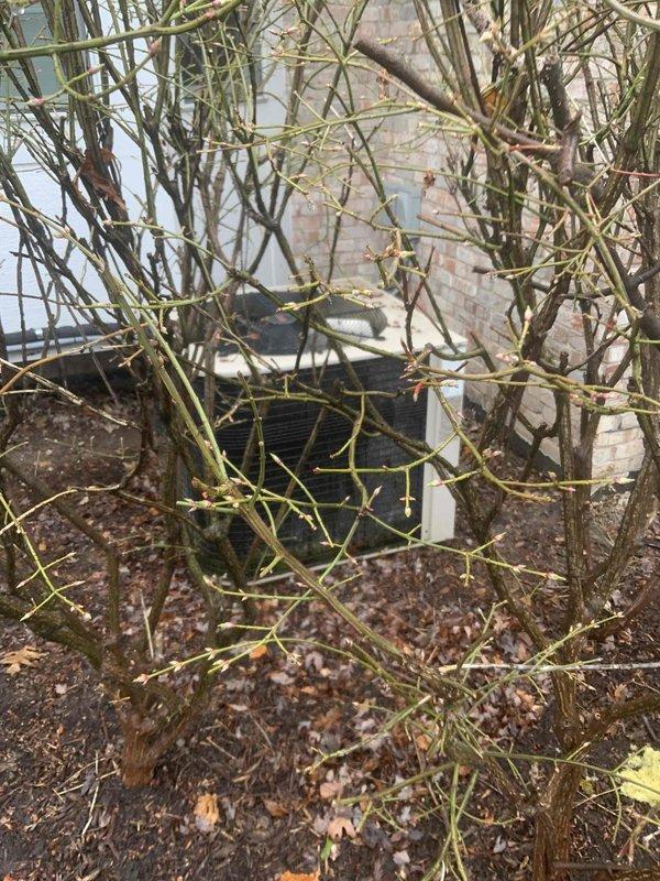 Conducted full system estimate for customer with aging 6-year-old Lennox HVAC system facing expensive repair needs. Evaluated existing outdoor condensing unit located against building exterior with overgrown vegetation requiring clearance, and inspected basement installation including furnace, air handler, and ductwork distribution system. Documented current equipment condition and configuration to provide comprehensive replacement options for immediate system upgrade consideration.