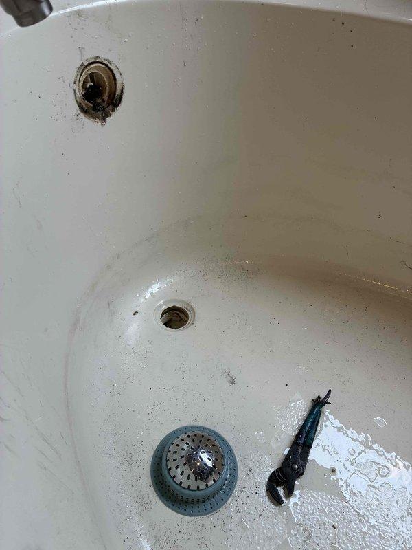 Responded to slow-draining master bathroom bathtub with 30+ minute drain time when half full, an issue isolated to this fixture only and ongoing for over a month. Upon inspection, identified recurring clog in drain line previously addressed 1-2 years prior by another service provider. Utilized mechanical snaking equipment to clear obstruction from tub drain and restore proper flow rate. Removed accumulated hair and debris buildup from drain assembly and overflow components. Tested drainage system under full water load to verify complete restoration of function and confirm no remaining blockages in the line. Advised homeowner on preventative maintenance practices to extend time between service calls despite existing use of drain cover.