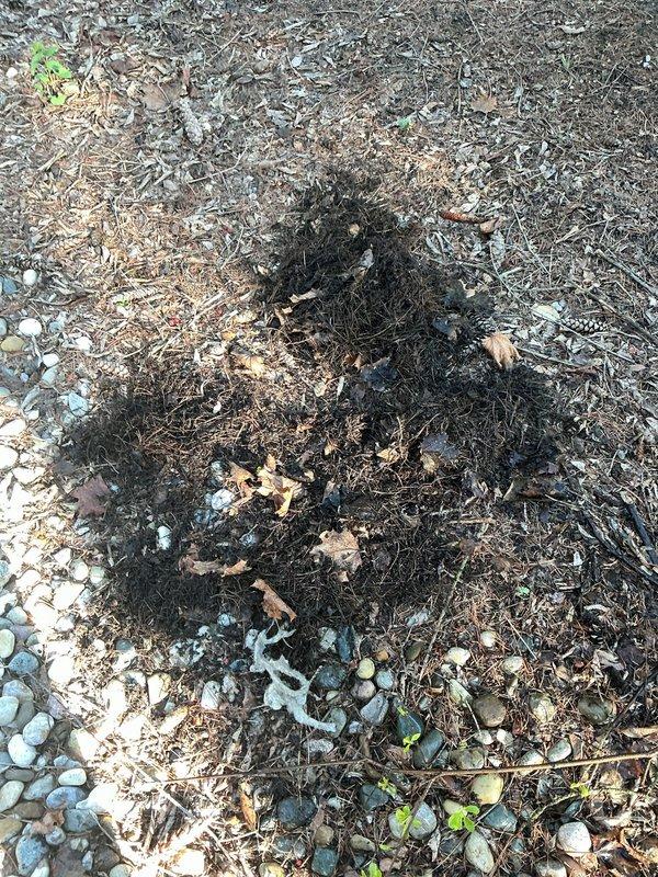 Performed callback maintenance service on HVAC system. Rinsed condenser coils with hot water using customer-provided hose from garage to remove accumulated dirt, debris, and organic matter visible on coil fins. Updated maintenance charts in basement to reflect previously completed work including filter replacements, evaporator pad installations, and UV bulb changes. Collected payment for annual membership and components already installed during prior service visit.