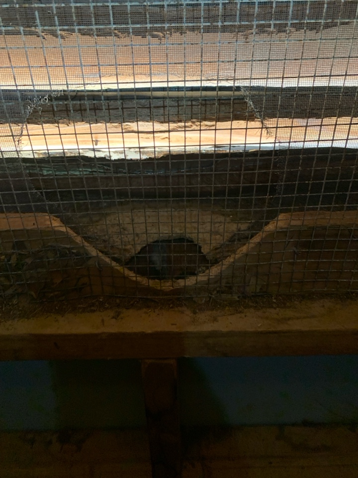 Squirrel removal in attic 