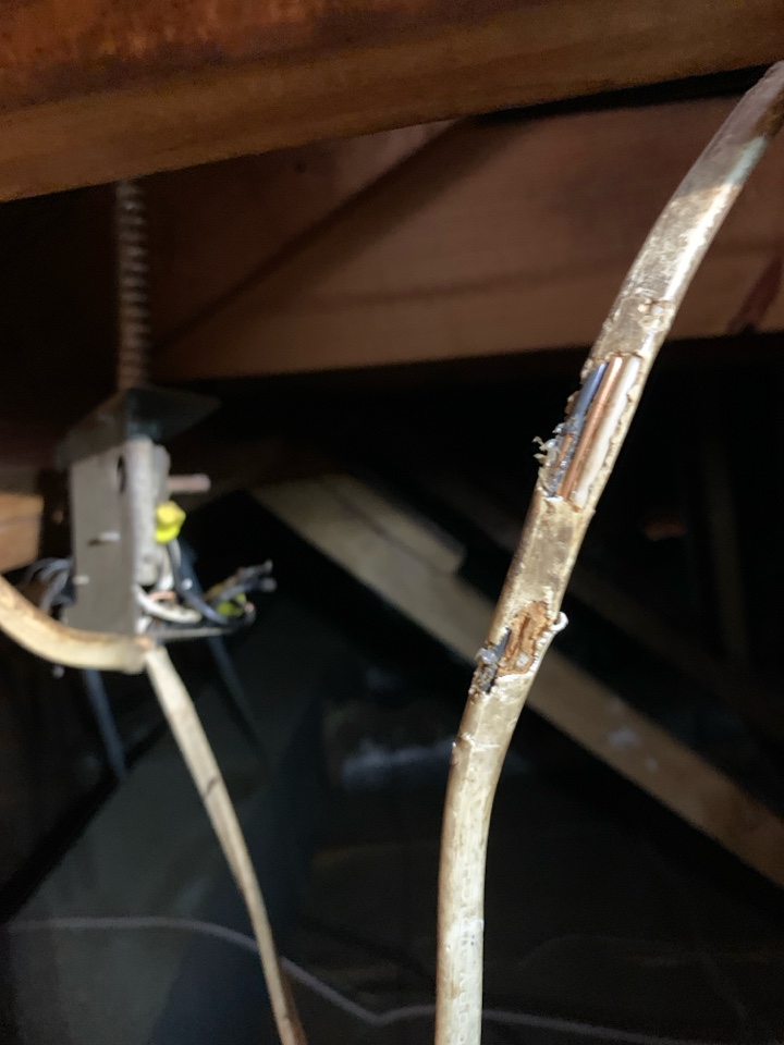 Montgomery, AL - Squirrel removal 