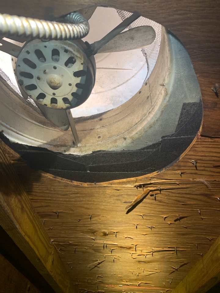 Montgomery, AL - Raccoon removal 