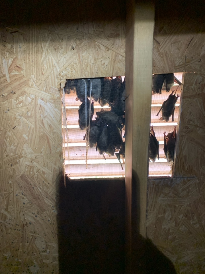 Opelika, AL - Bat removal