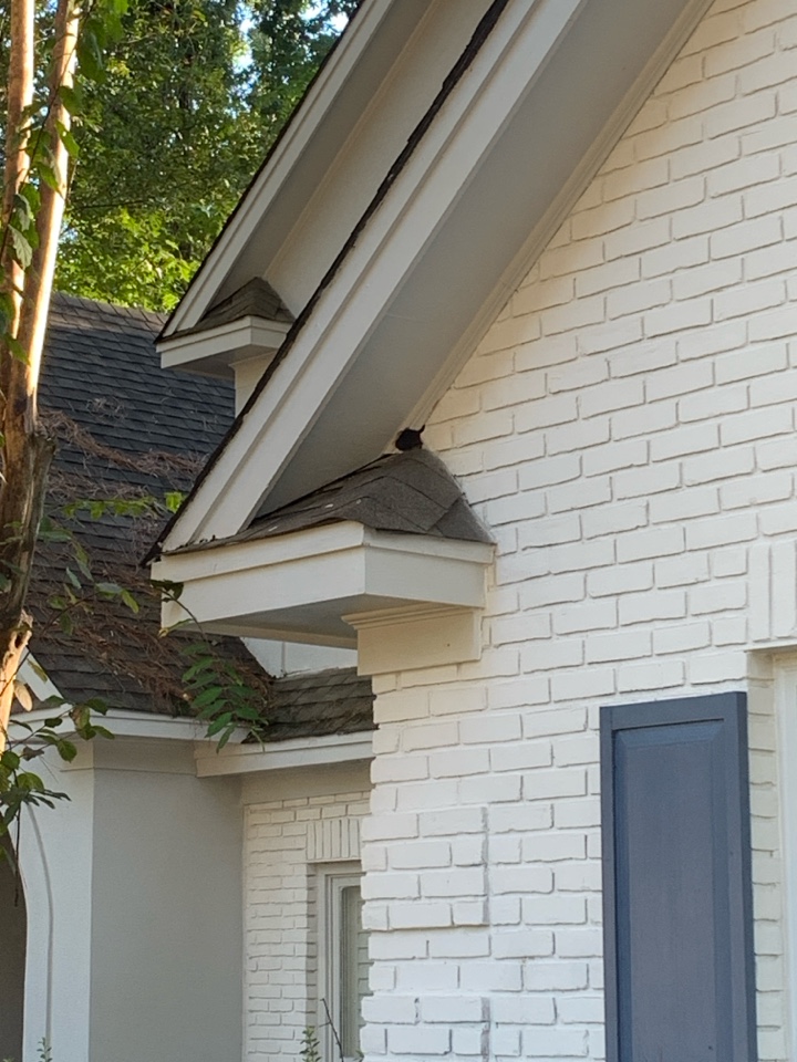Montgomery, AL - Squirrel removal