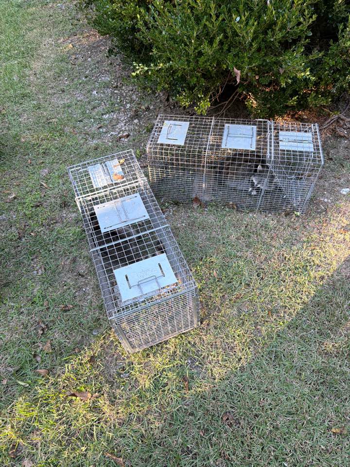 Montgomery, AL - Raccoons and old Cloverdale