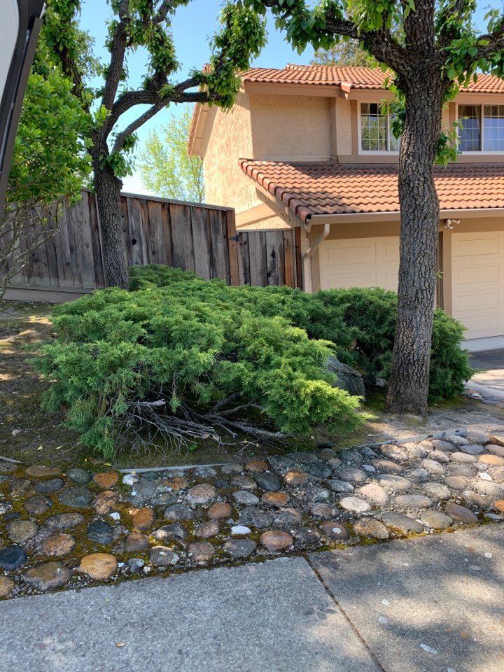 Did a good spring preventative treatment all around the house patio and spa – no current infestations at this time