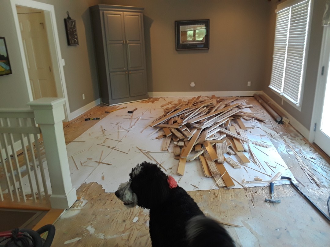 Cannon Township, MI - Hardwood floor demolition in progress. My furry supervisor approves of the work ?? Cannon Township, MI - Hardwood floor demolition in progress. My furry supervisor approves of the work ??