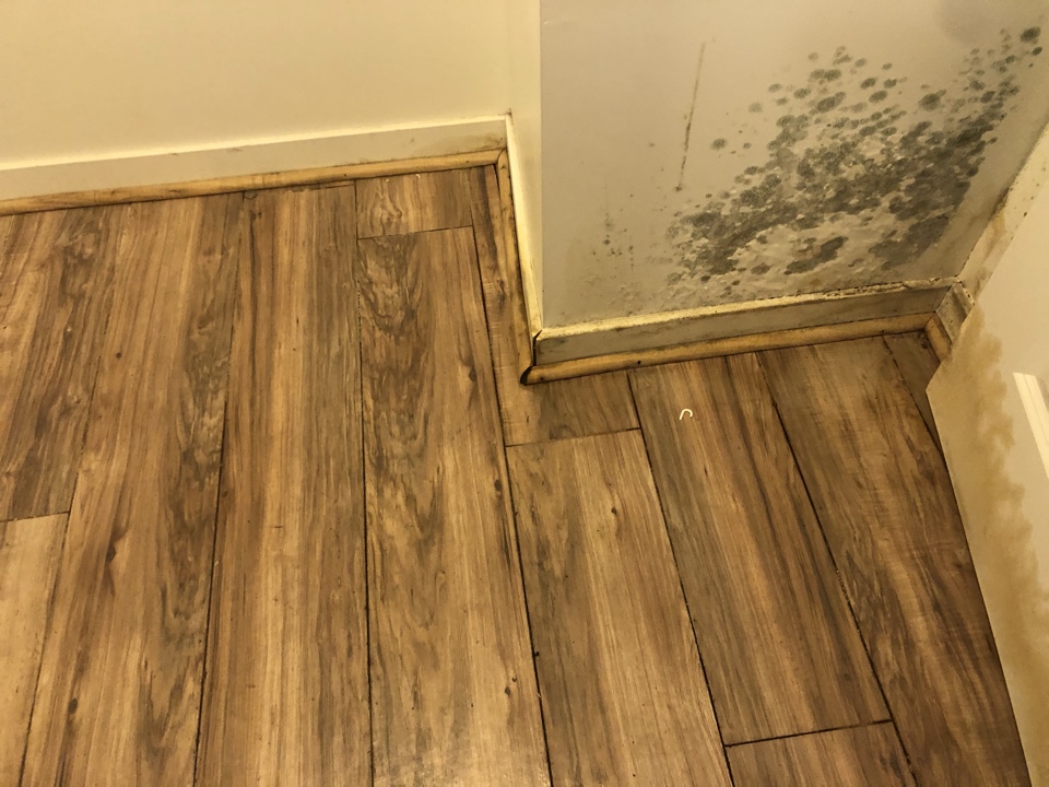 Kentwood, MI - Mold remediation project. Mold remediation and removal of drywall. Also damage to the laminate floor from the water damage from toilet leak Kentwood, MI - Mold remediation project. Mold remediation and removal of drywall. Also damage to the laminate floor from the water damage from toilet leak