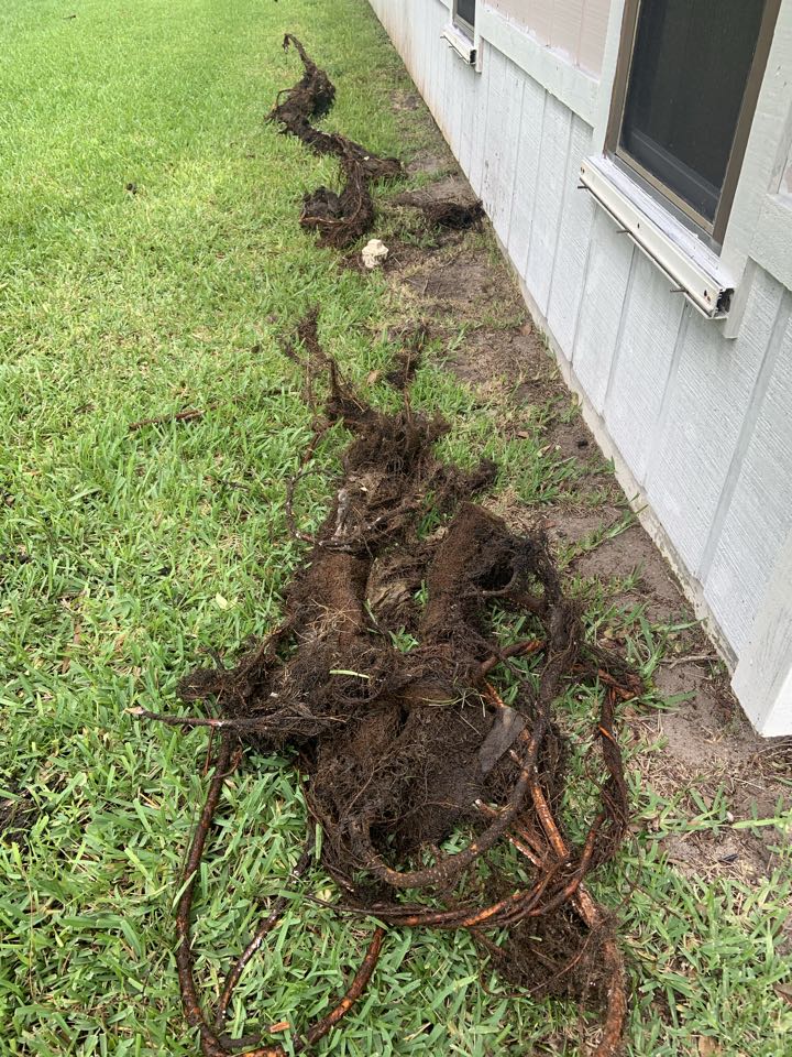 Jensen Beach, FL - Cleared major root problem from septic tank and main drain line. Jensen Beach, FL - Cleared major root problem from septic tank and main drain line.