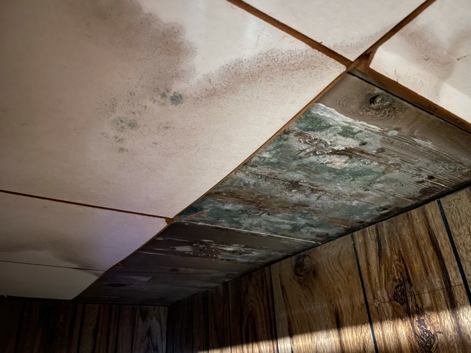 Rental property located in Northwest Pensacola has an air conditioner located in the attic that leaked in a playroom. The leak is in a closet hiding it from view. The growth has been going on for quite some time causing substantial growth. Recommending drying, cleaning and treatment of the room and cleaning the duct work. Rental property located in Northwest Pensacola has an air conditioner located in the attic that leaked in a playroom. The leak is in a closet hiding it from view. The growth has been going on for quite some time causing substantial growth. Recommending drying, cleaning and treatment of the room and cleaning the duct work.