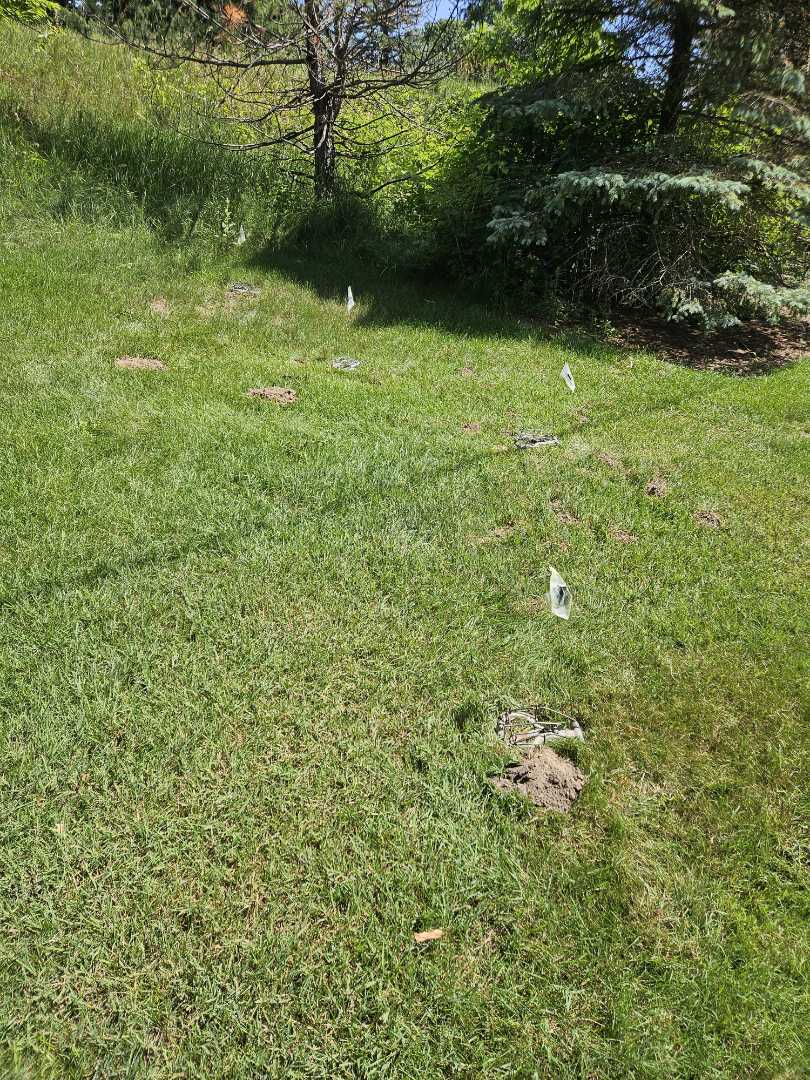 Moles are active on this property in Alto Michigan.