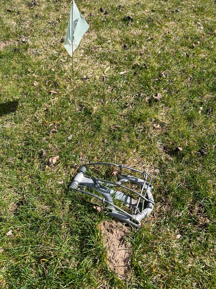 Beautiful day to be catching moles