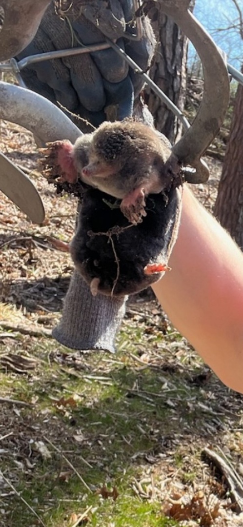 This mole was caught in a trap 10 minutes after the trap was set.