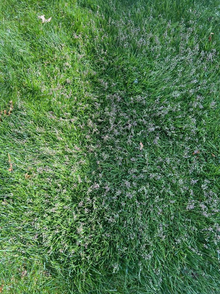 Poa grass seed heads 