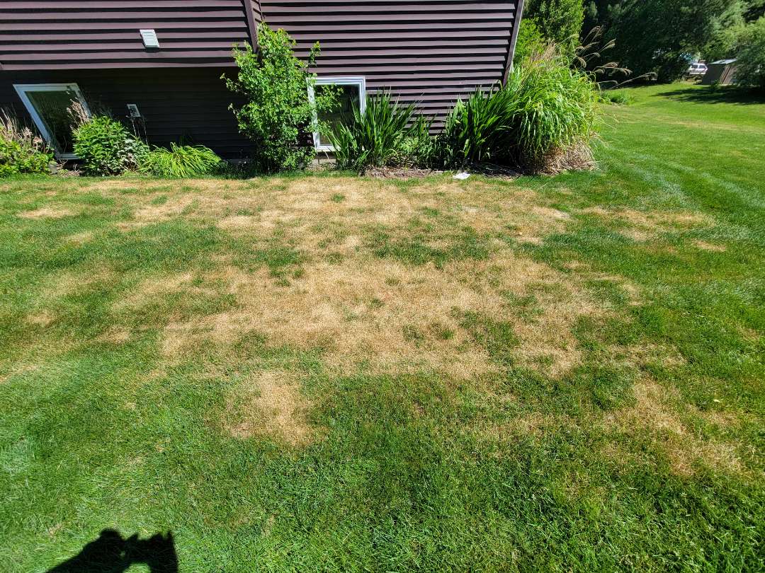 watering too frequently encourages diseases like ascochyta blight. avoid daily watering.