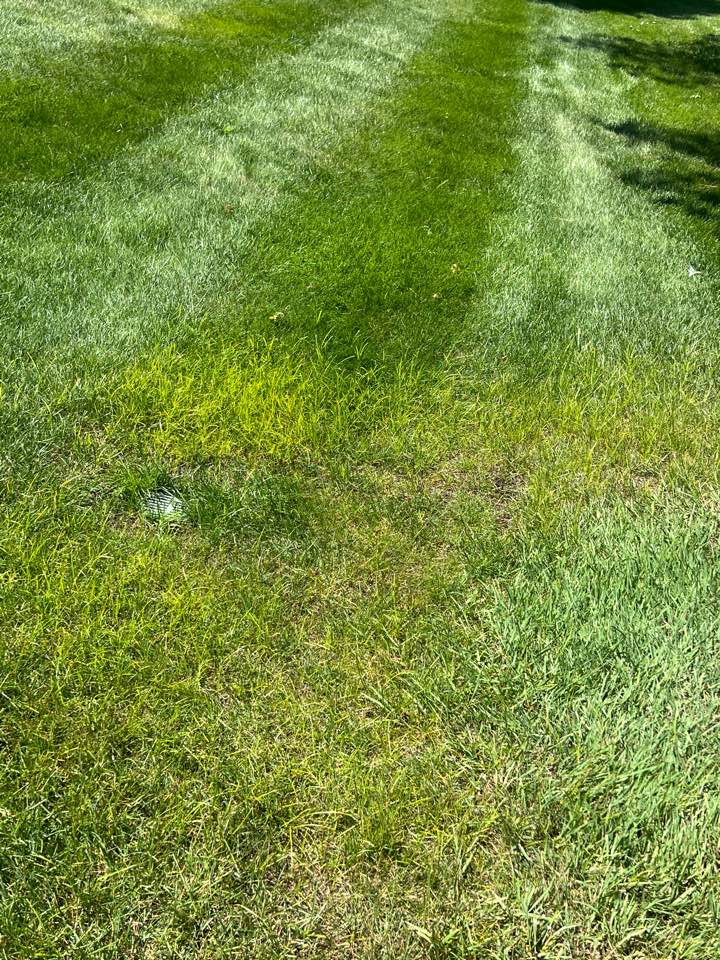 Marc is the nutsedge killa