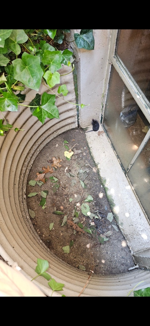 This is an interesting situation this mole found itself in.