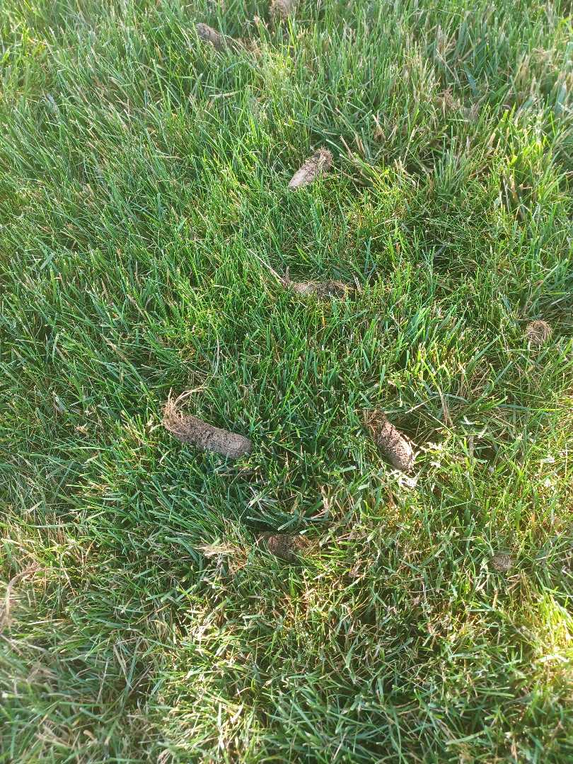 Core aeration plugs!