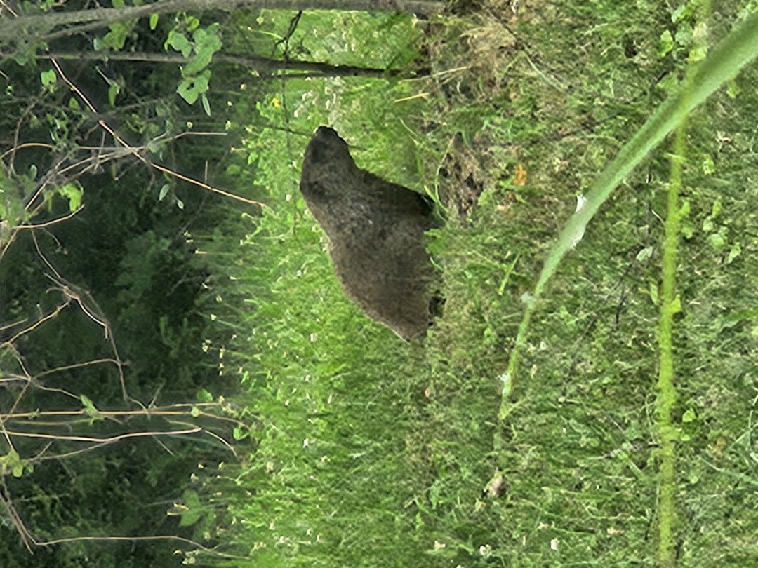Nice ground hog!