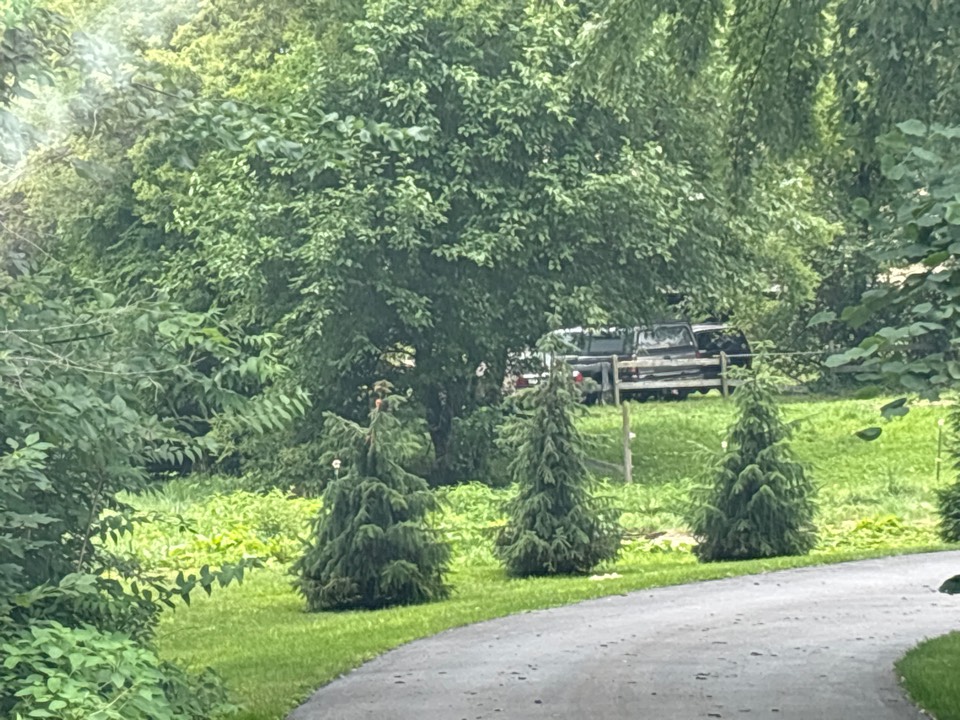 Horsey wearing a coat just moved behind some tree cover. Spotting whilst leaving insect busters/bug barrier.