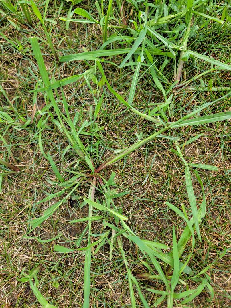 Johnson grass in a lawn. 