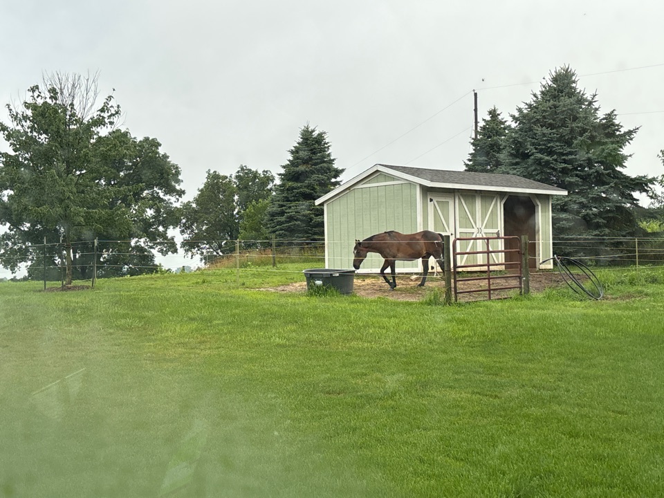 Horsey on site of bug barrier. Funny animal.