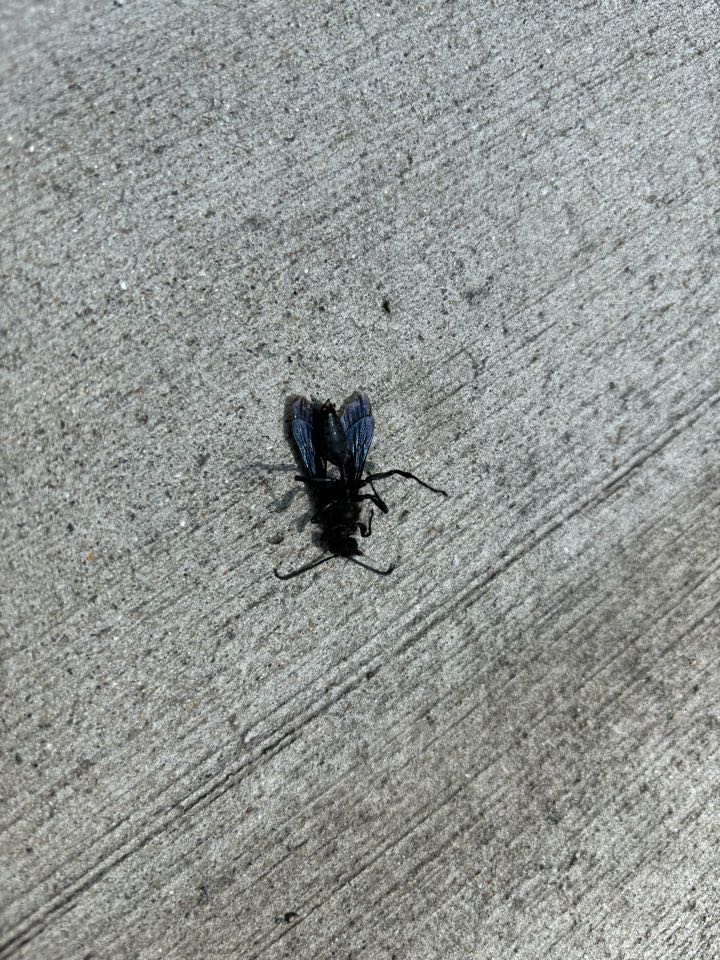 Blue mud dauber which I had just busted. Big, scary, shiny, black and blue solitary wasp. 