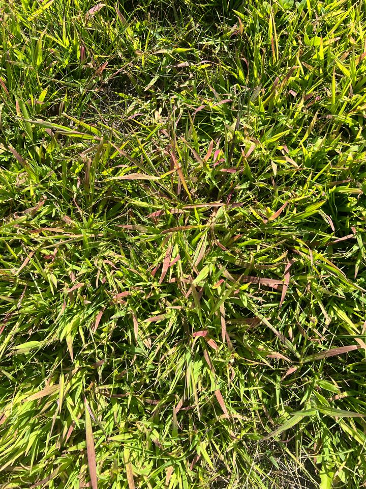 Crabgrass turning purple 